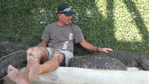 Lil Guapo, the troublemaker. Please check out and Subscribe to the YouTube channel, "GatorBoys Outdoors", https://www.youtube.com/@gatorboys7 Thank you guys and God bless. #gatorboys #rescue #animal #alligator #gators #gator #paulbedard #evergladesholidaypark #everglades #crocodile #croc #grateful, #nuisancealligator | Gatorboys Paul