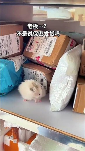 My courier is attacking other couriers #Hamster#金丝熊#Daily sharing of rat keeping