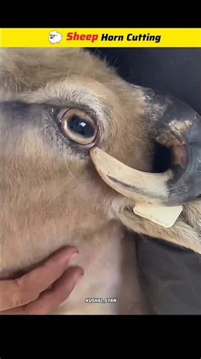 Why are a sheep's horns cut from time to time for its safety?