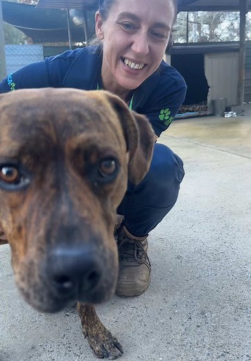 Adopt a Handsome Mixed Breed Dog from RSPCA ACT