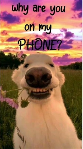 funny wallpapers