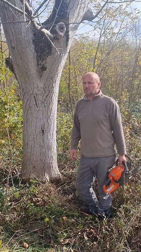 219K views · 2.5K reactions | U svakom mestu odnosno opstini trebao bi da bude neki strucni saradnik sumarski tehnicar ili barem neko ko voli i poznaje drvo i koji bi koordinirao odsecanje otkup i preradu drveta. Na zalost toga nema pa se kod nas sece za ogrev kanadska topola orah kruska hrast luznjak jasen itd itd  i ostale vrste drveta koje nisu kaloricne ali su skupe. Ovo je jedan suvi orah od kog cemo napraviti nesto 﫠殺 | Etnorustik Nameštaj Loznica Pantić | Facebook