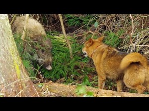 Dog fighting Wild Boar(1/2)