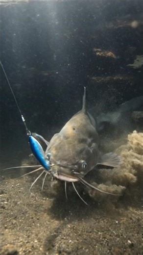 Watch This Fish Eat in Slow Motion 😍 #fishing