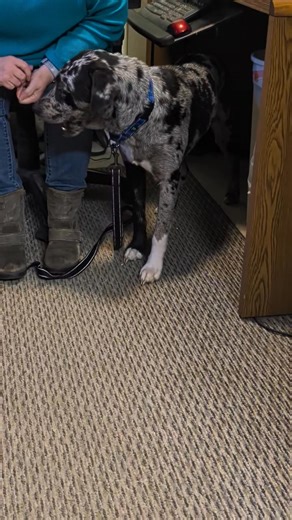 Weasel had very very little human interaction before he landed here. He is learning that treats are good, and humans might be okay. Work in progress. He came in with Squirrel who is also making progress. This was his first adventure into the office. Go Weasel go. | Eva Burrell Animal Shelter