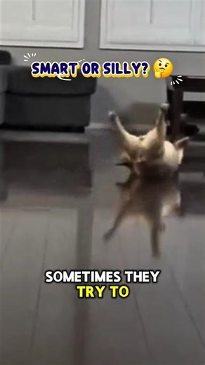 Goofy Puppy Tricks 🐾 #Shorts