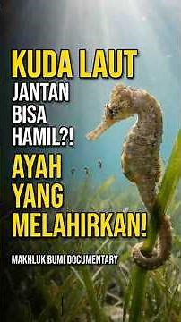 KUDA LAUT: JANTAN BISA HAMIL?! AYAH YANG MELAHIRKAN! #kudalaut #seahorse #funfact