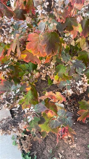 12 reactions · 5 comments | Showing off her fall colors, oakleaf hydrangea! Without a doubt my favorite shrub for fall colors ‍#oklahomaflowerfarms #farmerflorist #oakleafhydrangea #gardeneratheart | Link Flower Farm | Facebook