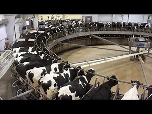 Modern Cow Raising Process Saves Millions of Dollars, Modern Cow Farming Harvest Milking Technology