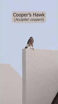 Llamados del Cooper’s Hawk