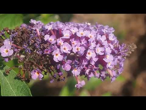 Arbre aux papillons ou Buddleia de David (Buddleia davidii)