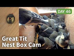 [Day 46] シジュウカラ巣箱 4K Live: 生後17日、飛ぶ勇気を溜める朝 | Great Tit Nest Box Cam