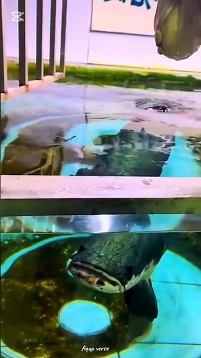 Feeding a 3+FT Giant Arapaima with Pig Meal 😳 | Natural Predator Diet 🐟🍖 #USA #fishfeeding #shorts