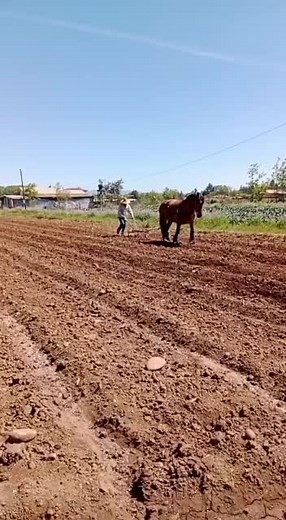 Plowing a Field with a Horse: A Rustic Farming Scene