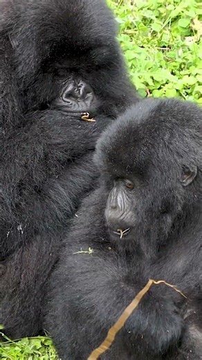 Save Gorillas, Save the Planet. 🌍