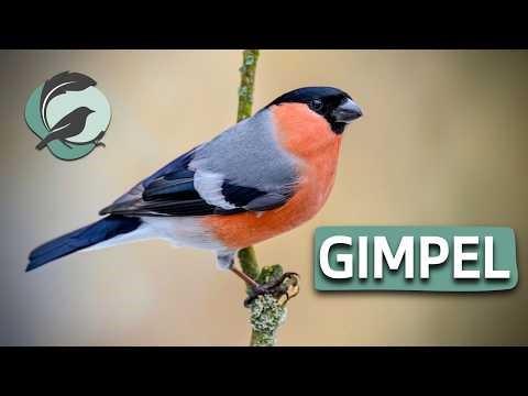 GIMPEL - DOMPFAFF - BLUTFINK 💮Zwitscherportrait💮 Vogelstimmen, Vogelportrait, Steckbrief