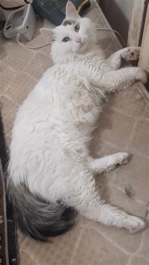 Vasya, are you okay?