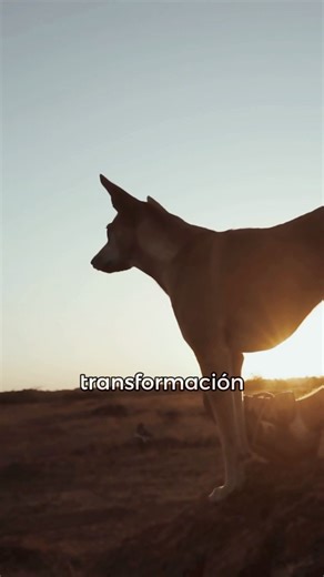 5.7K views · 102 reactions | ¿Para quién es Dog Sensitive®?  Dog...