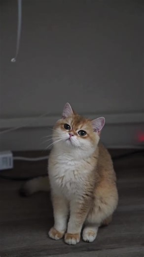 Coco🐱: It's too delicious. I am gonna cry.