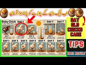 Day old chicks care complete guide for new Fanciers/ Choozy kasy Paly..