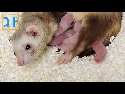 Endangered Ferret Cloned