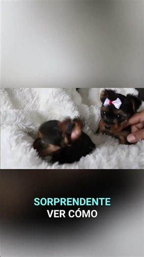 Terriers: The Secret of Their Underground Origin