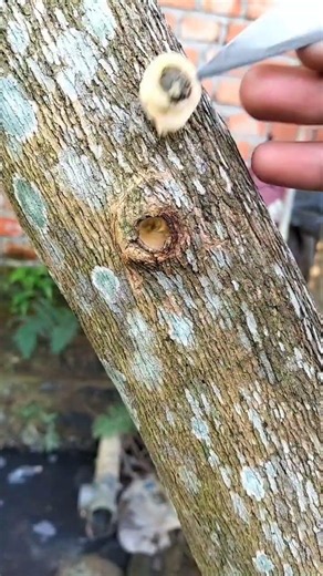 simple bud grafting technique#sorts#grafting#plants