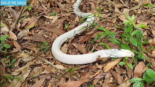 White king cobra weight 10Kg in the jungle attack human | King of the jungle