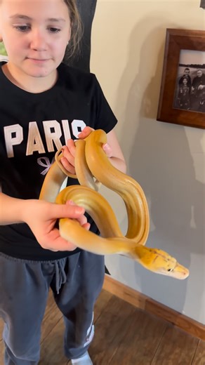 Mike Gallo on Instagram: "Getting to know each other Future Stud Juvenile reticulated python .. #devilsdenreptiles #reticulatedpythonsofinstagram l"