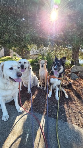 Getting a dog comfortable with certain situations or experiences (like pack walking) can and likely will look a little different for every dog if you're doing it correctly. However, no matter what route you take to support your dog, it almost always starts with YOU and your ability to develop ✨️sensitivity ✨️ When people hear me say the word sensitivity, they often default to thinking of emotional sensitivity or equate being sensitive to something negative or weak in their minds. For me, working