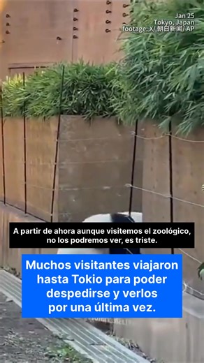 Los pandas gemelos Xiao Xiao y Lei Lei se despidieron de Japón y regresaron a China tras finalizar su acuerdo de préstamo. Nacidos en el Zoológico de Ueno, su regreso marca la primera vez en más de 50 años que Japón se queda sin pandas. Ahora estarán en un centro de conservación en Sichuan, recordando que los pandas siguen siendo un símbolo de diplomacia y conservación china. 🐼🇨🇳 | Hiro Mizuno