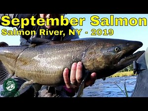 September Salmon - Part 1 - Salmon River, NY - DSR