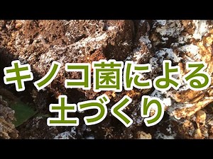 【菌糸が作る土】キノコによる土づくり 微生物 糸状菌 真菌 バクテリア