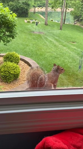 Squirrels and little bunnies everywhere! | Lori Foster