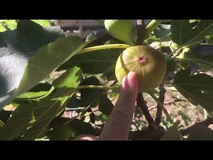 Why are my figs not ripening?