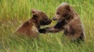 55 reactions · 27 shares | It's a sneak peek from us to you. Orphaned grizzly bear cubs, that's right, there's two! We could bear-ly contain our excitement when they arrived yesterday - we'll have more details to come on their temporary stay. | Palm Beach Zoo | Facebook
