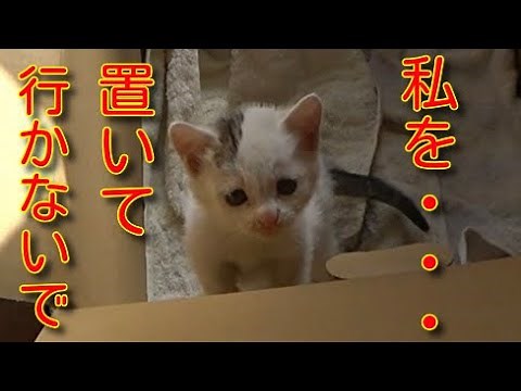 [Kitten protection] We rescued a cat that kept meowing since dawn.