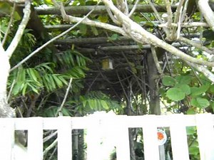 Kiwi Growing the Right Way.mov.AVI