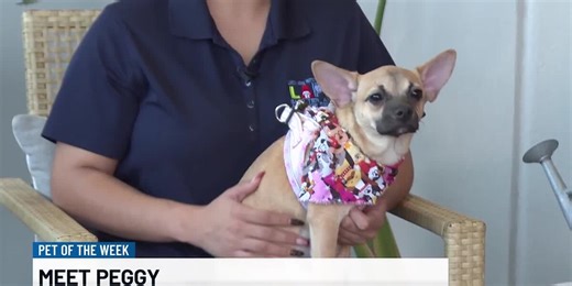 Pet of the Week: Meet Peggy! The 6-month-old pug-chihuahua mix