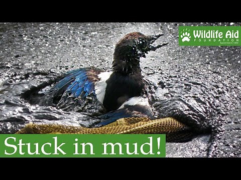Rescuers get stuck trying to save trapped magpie!