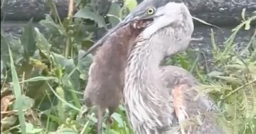 Watch A Blue Heron Swallow A Giant Rat In Sickening Video