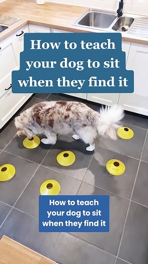 Scent Games for Dogs: Teach Your Dog to Sit When They Find It
