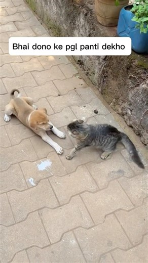 इन दोनो कि लड़ाइ चालु हों गये फिर से #doglove #funny #comedy #viral #trending #sorts