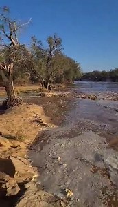 Murchison River Runs Jerome at Yandi station near Kalbarri has let us know the Murchison River is flowing through his place for the first time this year. The head of the river arrived yesterday afternoon. It was moving about a kilometer an hour. He thinks it will get to the Galena Bridge on the North West Coastal Highway some time this morning. Jerome says this is mosty local water and the wonderful rain that fell around Meekathara this week is still two weeks away! If you go to see Galena Bridg