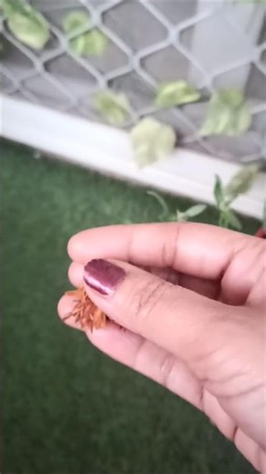 "calendula flower plant care"#homegardening #viral #shorts#