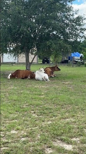 Slackers at the ranch - Shorts