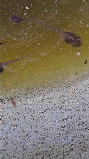 Tadpoles. Frogs or Toads? Help me identify them please 🙏
