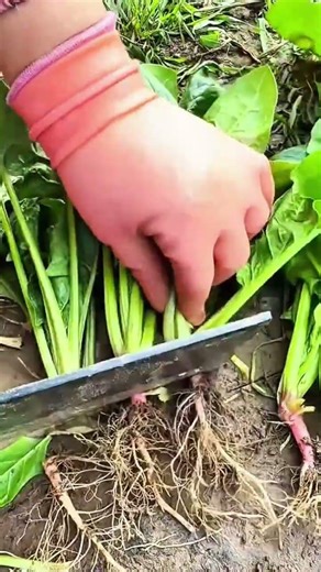 Harvesting and Cutting Fresh Spinach with Roots Using a Sharp Cleaver