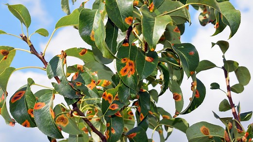 La rouille grillagée du poirier : une maladie qui fait des ravages au verger - RTBF Actus