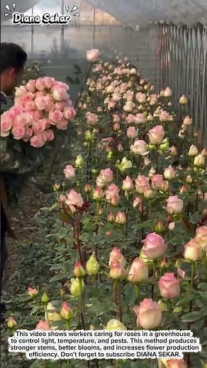 Greenhouse Rose Farming for High Quality Flower Production